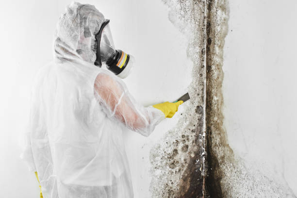 Best Mold Damage Repair  in West Puente Valley, CA
