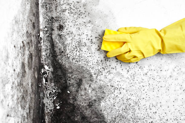 Best Toxic Mold Removal  in West Puente Valley, CA