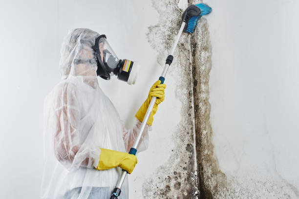 Professional Mold Removal in West Puente Valley, CA
