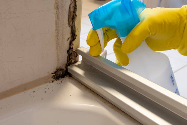 Best Same-Day Mold Removal  in West Puente Valley, CA