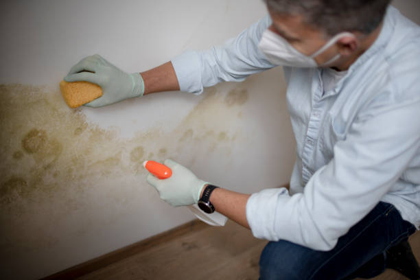 Best Mold Damage Repair  in West Puente Valley, CA