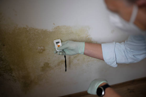 Attic Mold Removal in West Puente Valley, CA
