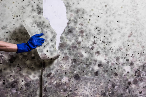 Best Attic Mold Removal  in West Puente Valley, CA